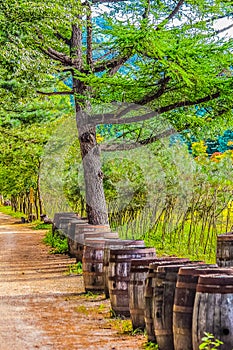 Peaceful Landscape in Nami Island KoreaPeaceful Landscape in Nam