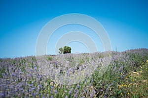 Peaceful lavender fields in Santa Luce, Tuscany, Italy