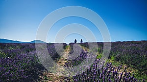 Peaceful lavender fields in Santa Luce, Tuscany, Italy