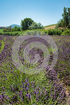 Peaceful lavender fields in Santa Luce, Tuscany, Italy