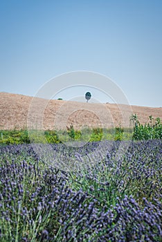 Peaceful lavender fields in Santa Luce, Tuscany, Italy