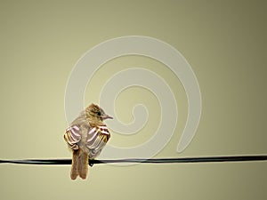 A Peaceful and Lovely Yellow Bird Resting on Clothesline