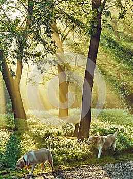 Peaceful magic morning sunrays in the forest with two dogs exploring the forground