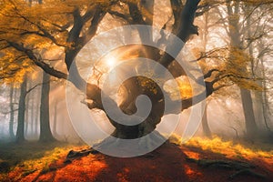 Peaceful magical ancient tree in a field.