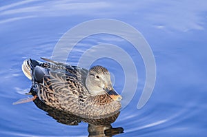 Peaceful Mallard