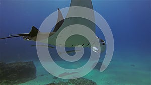 Peaceful manta ray mouth open close up. Beautiful graceful marine life & calm blue sea