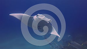 Peaceful manta ray mouth open. Fish school & graceful marine life. Calm blue sea