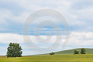 Peaceful meadow in summer