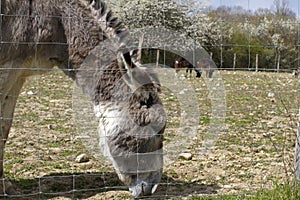 Peaceful Mediterranean donkey eating with goat and springtime tree background