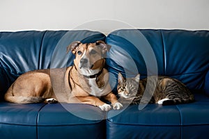 A peaceful moment on a blue couch with a dog and cat, creating a cozy atmosphere