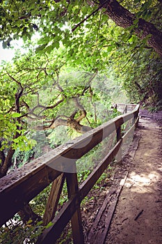 A peaceful moment in the forest