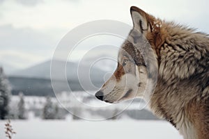 peaceful moment of wolf looking out onto snowy landscape