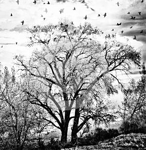 Peaceful Moody Tree and Bird Silhouette on Cloudy and Grey Day