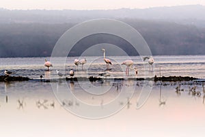 Peaceful Morning With Flamingoes on Lake Nakuru