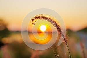 Peaceful nature morning scenery mist autumn background. Summer twilight countryside morning spring