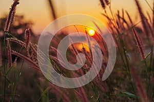 Peaceful nature morning scenery mist autumn background. Summer twilight countryside morning spring