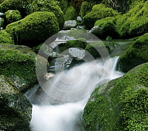 Peaceful nature stream, New Zealand.