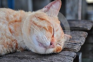 Peaceful orange kitten curled up sleeping