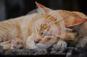 Peaceful orange red tabby cat curled up sleeping