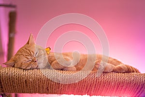 Peaceful orange red tabby cat male kitten curled up sleeping.