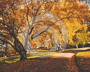 Peaceful park with autumn colors