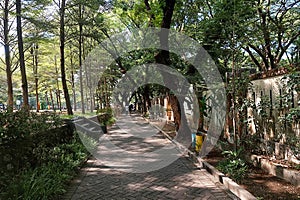 A peaceful park pathway surrounded by tall trees and greenery
