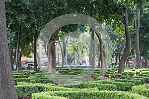 Peaceful park with trees and bushes in Mexico City