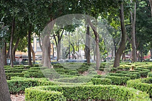 Peaceful park with trees and bushes in Mexico City