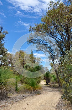 Peaceful Path: Australian Bushland