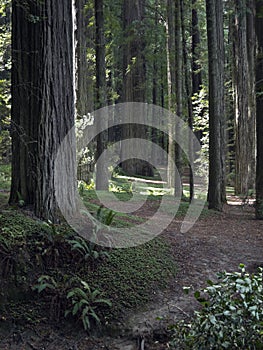 Peaceful path through the California Redwoods photo