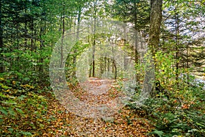 New Hampshire Mountain Forest Walk photo