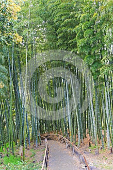 Peaceful path through green bamboo grove at Kodai-ji Temple in K