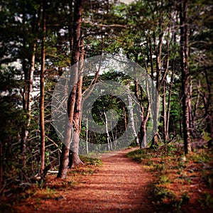 Peaceful path through the pine trees into the woods