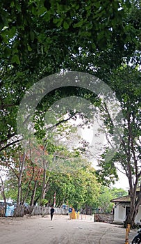 Peaceful path under the green canopy