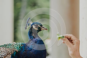 A peaceful peacock in park