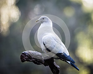 Peaceful pigeon