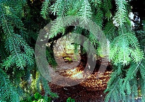 Peaceful place under silver fir tree