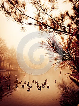 Peaceful Pond