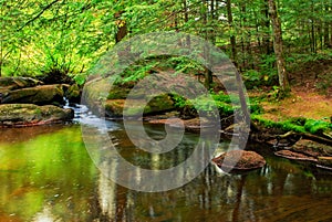 Peaceful Pond in a Forest