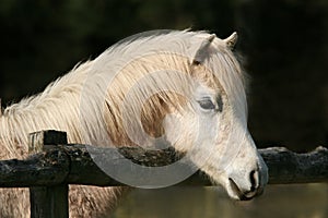 Peaceful Pony