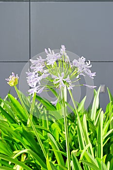 Peaceful Purple Flower