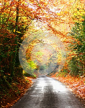 Peaceful quiet road