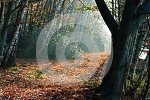 Peaceful rays of light through trees