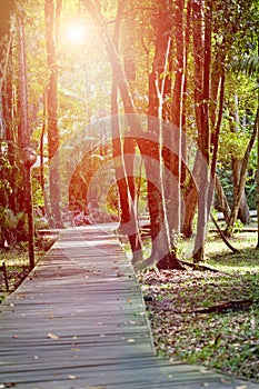 Peaceful river in the forest of the tropics, early in the morning.