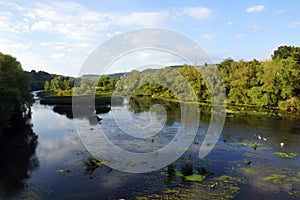 Peaceful river wilderness with water plants