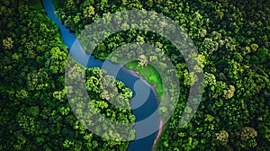 A peaceful river winding through a dense forest in spring