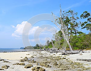 Peaceful Rocky Elephant Beach with Trees and Blue Sky, Havelock Island, Andaman Nicobar, India - Natural Background
