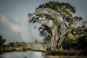 Peaceful and romantic river with huge tree