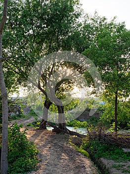 Dirt Path Winding Past Split?Trunk Tree with Sunlit Reflections
