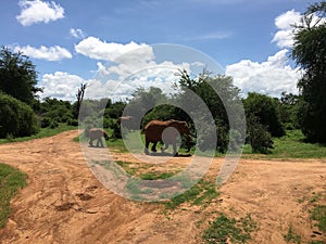 Peaceful scene of an adult and child elephant walking along a dirt road in the African savannah